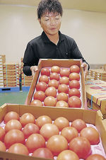 小島さんにアピールしてもらう特産のトマト＝８月、小松市向本折町のＪＡ小松市野菜総合集出荷場