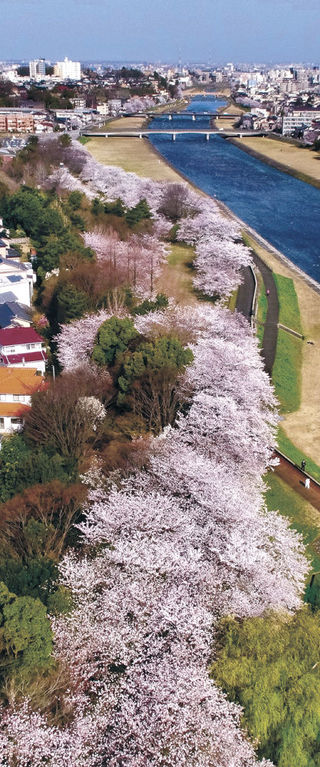 最速の桜満開 金沢地方気象台 ３月中は初 犀川に春色の帯 社会 石川のニュース 北國新聞