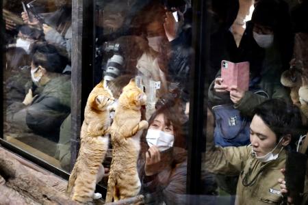 栃木県那須町の那須どうぶつ王国で、スナネコを撮影する来園者＝３０日午後