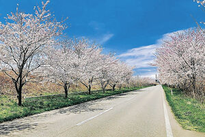 内灘町が観光スポットとして提案する河北潟堤防沿い道路の桜並木
