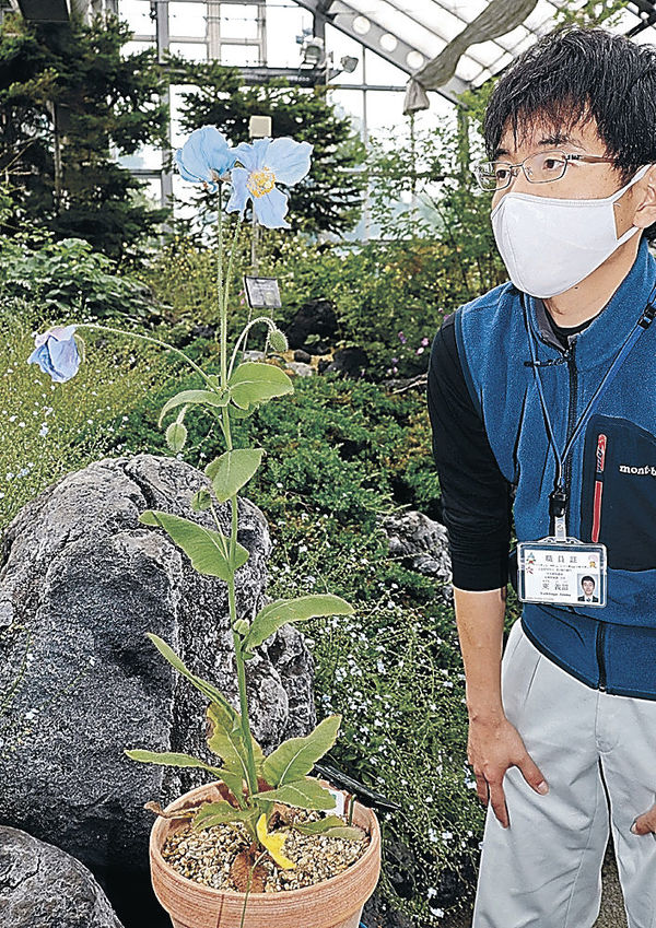 ヒマラヤの青いケシ かれんな花 見頃 県中央植物園 地域 富山のニュース 富山新聞