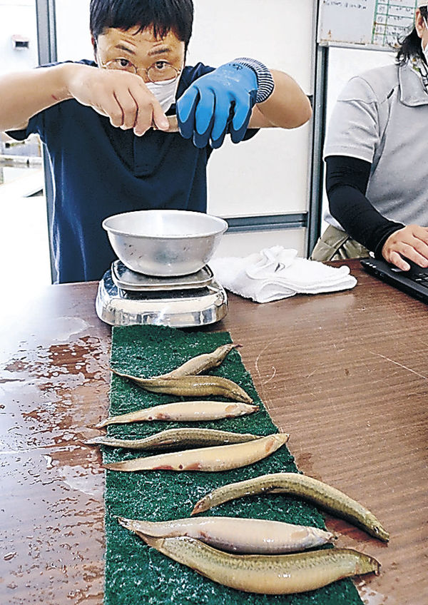 ドジョウ採卵作業がピーク 加賀 社会 石川のニュース 北國新聞