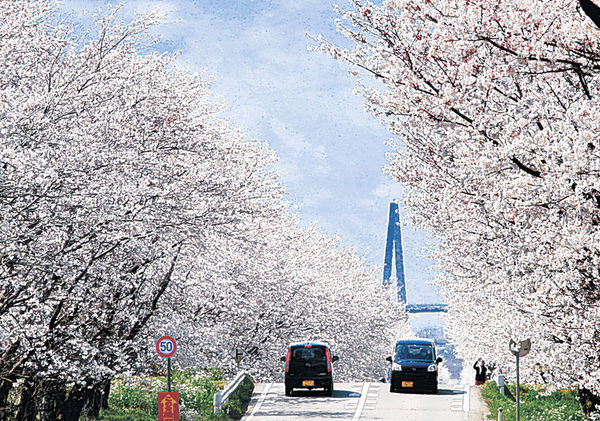 満開となった母恋街道の桜並木＝２０２０年４月