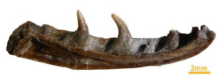「モロハサウルス・カミタキエンシス」の下顎の一部の化石（兵庫県立人と自然の博物館提供）