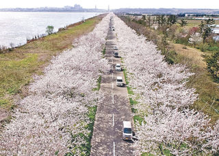 河北潟の桜並木 咲き誇る 社会 石川のニュース 北國新聞