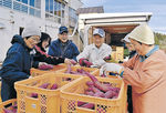 収穫したサツマイモを仕分けるメンバー＝高岡市福岡町五位