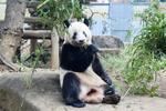 ジャイアントパンダのシャンシャン＝６日、東京・上野動物園（東京動物園協会提供）