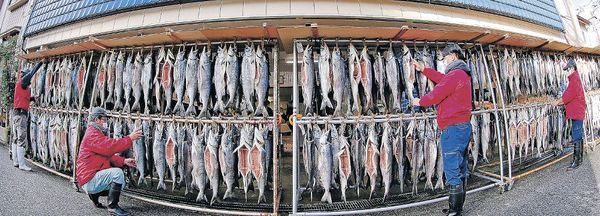 店頭に天日干しされた約８００本のサケ＝富山市柳町１丁目の鮮魚店