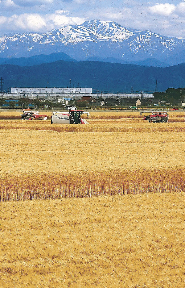 大麦を収穫する生産者＝白山市徳光町