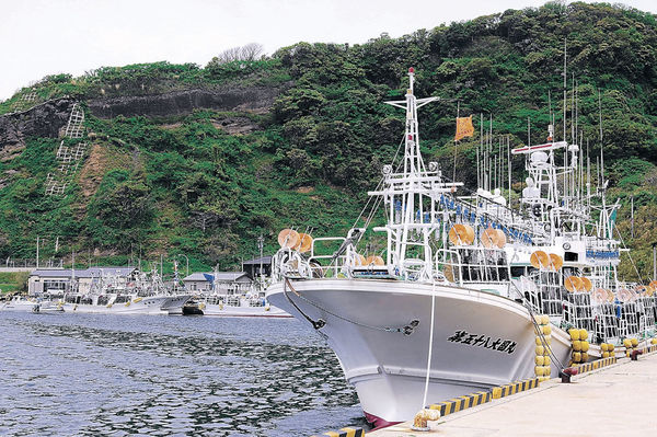 沿岸スルメイカ低調 県内 過去１０年で最少 豊漁の昨シーズンから一転 社会 石川のニュース 北國新聞