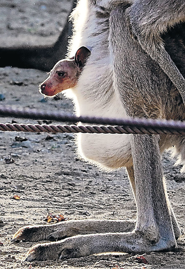 母親の袋の中で育つカンガルーの赤ちゃん＝能美市のいしかわ動物園