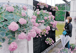 星形の花 愛らしく エッチュウミセバヤ見頃 富山 県中央植物園 地域 富山のニュース 富山新聞